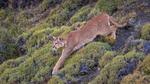 thumbnails/thumbnail_20220916-PianePuma_EN-US7221521942_UHD