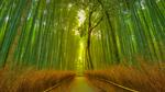 thumbnails/thumbnail_20220918-ArashiyamaBamboo_EN-US7569665443_UHD