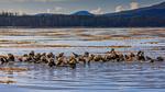 thumbnails/thumbnail_20220920-SitkaOtters_EN-US7714053956_UHD