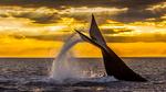 thumbnails/thumbnail_20220930-EubalaenaAustralis_EN-US7949014397_UHD