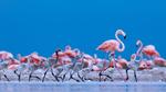 thumbnails/thumbnail_20221005-FlamingoTeacher_EN-US8819896781_UHD
