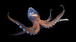 thumbnails/thumbnail_20221008-GlassOctopus_EN-US6394802515_UHD