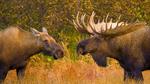 thumbnails/thumbnail_20221013-AlaskaMoose_EN-US7632880778_UHD
