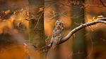 thumbnails/thumbnail_20221017-SwedenOwl_EN-US8107135630_UHD