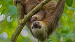 thumbnails/thumbnail_20221020-SlothDay_EN-US8418438094_UHD