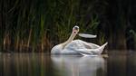 thumbnails/thumbnail_20221023-Knobbelzwaan_EN-US4809716001_UHD