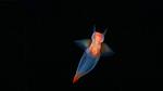 thumbnails/thumbnail_20221029-SeaAngel_EN-US5531672696_UHD