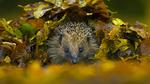 thumbnails/thumbnail_20221109-HedgehogNest_EN-US0590169065_UHD