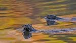 thumbnails/thumbnail_20221115-LontraCanadensis_EN-US1791102347_UHD