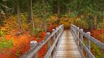 thumbnails/thumbnail_20221117-McKenzieRiverTrail_EN-US2967958579_UHD