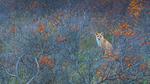 thumbnails/thumbnail_20221122-Waterleidingduinen_EN-US9090200846_UHD
