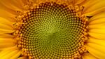 thumbnails/thumbnail_20221123-HelianthusAnnuus_EN-US9168789034_UHD