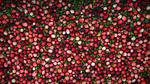 thumbnails/thumbnail_20221124-CranberryBog_EN-US4145520322_UHD