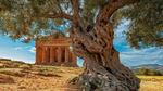 thumbnails/thumbnail_20221126-OliveTreeDay_EN-US9460125670_UHD