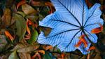 thumbnails/thumbnail_20221127-Cecropia_EN-US9602789937_UHD