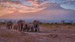 thumbnails/thumbnail_20221204-KilimanjaroElephants_EN-US1249382486_UHD