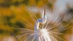 thumbnails/thumbnail_20221206-GreatEgret_EN-US1489292796_UHD