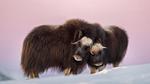 thumbnails/thumbnail_20221209-NorwayMuskox_EN-US1914627688_UHD