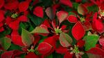 thumbnails/thumbnail_20221212-PoinsettiaDay_EN-US2361694439_UHD