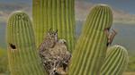 thumbnails/thumbnail_20221214-GildedFlicker_EN-US2911251361_UHD