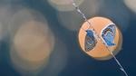 thumbnails/thumbnail_20221229-ButterflyEffect_EN-US4238684091_UHD