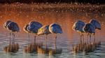 thumbnails/thumbnail_20230103-SandhillSleeping_EN-US4023790571_UHD