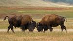 thumbnails/thumbnail_20230109-BisonWindCave_EN-US4537340482_UHD