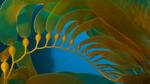 thumbnails/thumbnail_20230113-Pneumatocysts_EN-US1065729036_UHD