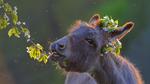thumbnails/thumbnail_20230114-DonkeyFeast_EN-US1153850805_UHD