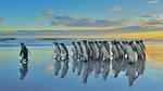 thumbnails/thumbnail_20230120-FalklandKings_EN-US1992849422_UHD