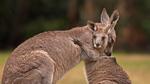 thumbnails/thumbnail_20230121-HuggingKanga_EN-US2086666028_UHD