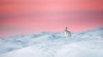 thumbnails/thumbnail_20230122-YearRabbit_EN-US2153925391_UHD