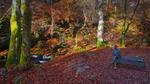 thumbnails/thumbnail_20230125-BirksofAberfeldy_EN-US2525260479_UHD