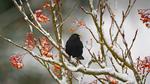 thumbnails/thumbnail_20230129-BlackbirdDay_EN-US2693700478_UHD