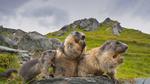 thumbnails/thumbnail_20230202-GroundhogThree_EN-US2975789647_UHD