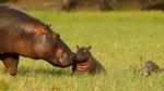 thumbnails/thumbnail_20230215-HippoDayChobe_EN-US1475666654_UHD