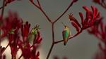 thumbnails/thumbnail_20230217-BirdcountAllen_EN-US1766542066_UHD