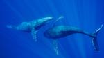 thumbnails/thumbnail_20230219-MauiWhale_EN-US1928366389_UHD