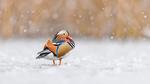 thumbnails/thumbnail_20230224-RichmondParkDuck_EN-US9381974155_UHD