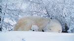 thumbnails/thumbnail_20230227-PolarBearFrost_EN-US9888741440_UHD