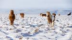 thumbnails/thumbnail_20230306-IcelandHorses_EN-US0725710929_UHD