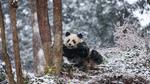 thumbnails/thumbnail_20230316-ChengduPanda_EN-US7206176908_UHD