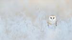 thumbnails/thumbnail_20230319-BarnOwlWinter_EN-US7295086574_UHD