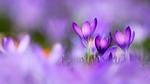 thumbnails/thumbnail_20230320-PurpleCrocus_EN-US4432411089_UHD