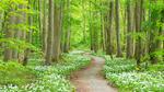 thumbnails/thumbnail_20230324-WildGarlic_EN-US8549203860_UHD