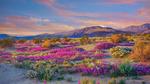 thumbnails/thumbnail_20230326-WildAnza_EN-US9575120232_UHD