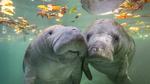 thumbnails/thumbnail_20230329-NuzzleManatee_EN-US6719438929_UHD