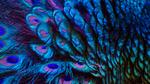 thumbnails/thumbnail_20230330-PeacockFeathers_EN-US0365605509_UHD