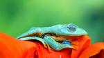 thumbnails/thumbnail_20230401-FrogMonth_EN-US6861485456_UHD