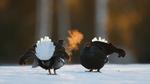 thumbnails/thumbnail_20230405-BlackGrouseLekking_EN-US3235220681_UHD